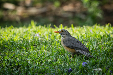 Birds Of Southern Africa 