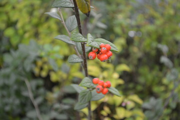 red berries on a branch