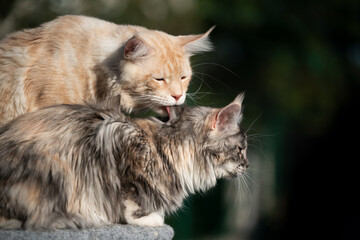 maine coon cat grooming another cat's fur outdoors in sunlight