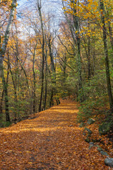 Carpeted Trail