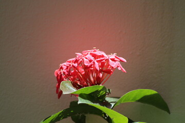 pink flower