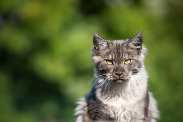 Naklejka na ściany i meble young black smoke maine coon cat outdoors in green nature looking at camera