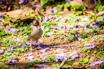 Birds Of Southern Africa 