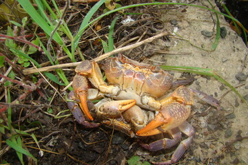 crab.
crabs mating
Mated animals.
Mating Systems in Sexual Animals.
animals mating.
close up claws crabs, claw.
Mating season, Romantic crabs.
wildlife, wild nature, water, beach, sea, sex, animal