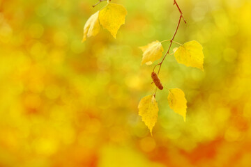 beautiful blurred yellow natural landscape, background, concept of good weather, cozy autumn mood, blank blank, blank for designer
