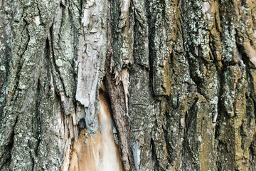 close up view of rough bark of aging tree, ecology concept