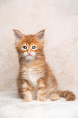 Obraz premium cute red ginger tabby maine coon kitten studio portrait with copy space