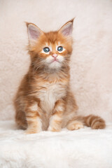 Fototapeta premium cute red ginger tabby maine coon kitten studio portrait