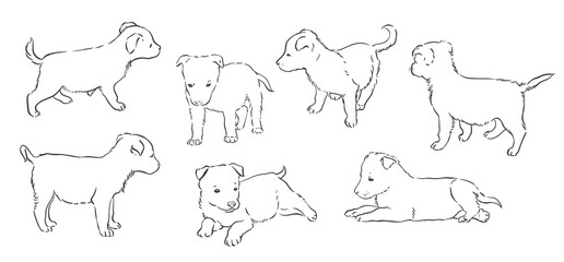 Set with a cute puppy. Drawing of puppies on a white background. Vector illustration on white background.