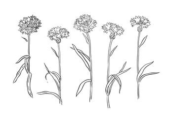 Drawing of cornflowers on a white background. Collection of flowers. Vector illustration.