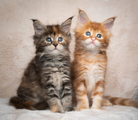 two different colored maine coon kittens sitting side by side studio portrait