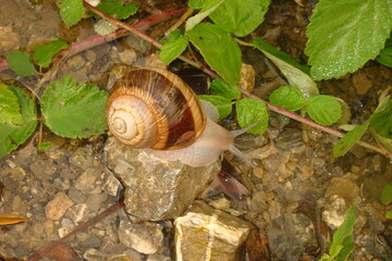 Snail crawling on plant with water.
Snail looking into water reflection.
Snail drinking water and resting on the gravel over the water.
Snail in the wild nature, wildlife, river, small stream flowing