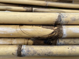 dry bamboo pole on the ground