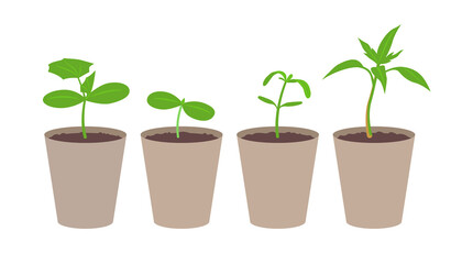 Tomato and cucumber seedlings in peat pots. Тomatoes and cucumbers planting material. Vector illustration on white background.