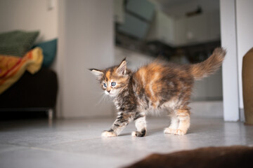 playful calico maine coon kitten with arched back in living room © furryfritz
