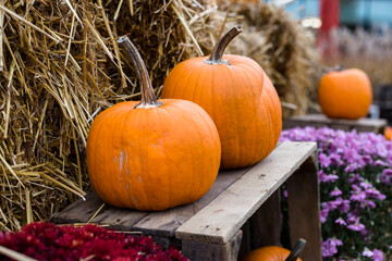 Pumpkins, chrysanthemums and wooden boxes - autumn and Halloween garden decoration