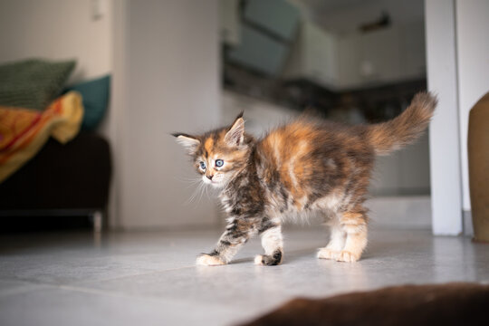 playful calico maine coon kitten with arched back in living room