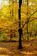 Fall/Autumn colours in the woodland