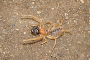 Camel spider eating its prey. 
Close up camel spider, windscorpion, Solifugae or sun spider, wind scorpion.
insect, insects, bugs, bug, closeup wild nature, wildlife, animals, animal, forest, desert