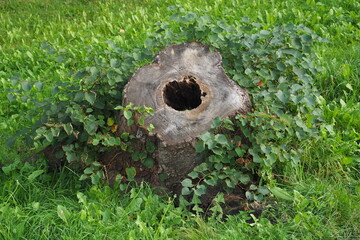 Pień drzewa z dziurą po środku na zarośniętej lące © vofchok