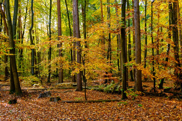 Fall/Autumn colours in the woodland