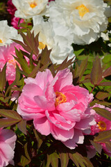 ボタン　ボタン科