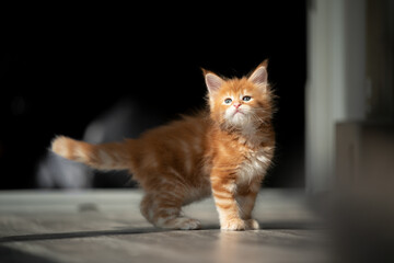curious maine coon kitten standing in sunlight looking at camera lifting head