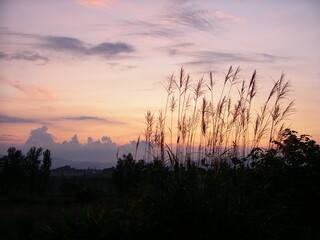 Miscanthus sinensis in twilight