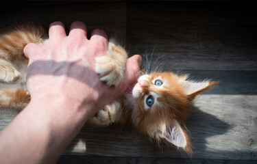 pet owner playing with cute red ginger tabby maine coon kitten 