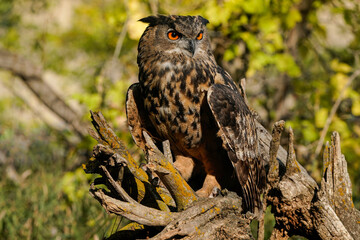 Eurasian Eagle Owl