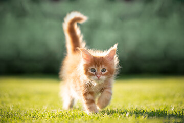 cute red ginger tabby maine coon kitten walking in sunlight outdoors in garden