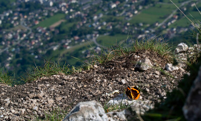 Papillon de montagne