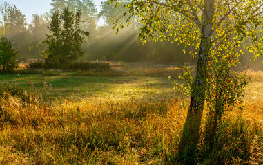 Nice autumn morning with sunbeams. Walk in nature. Landscape.
