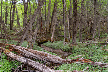 Ushuaia, Tierra del Fuego, Argentina - December 13, 2008: Martial Mountains in Nature Reserve. Closeup of brown-gray rotten trees fallen over slim brook at edge of green forest.