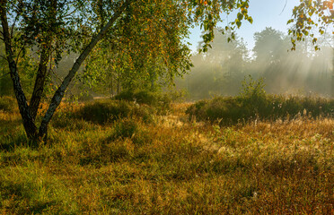 Nice autumn morning with sunbeams. Walk in nature. Landscape.