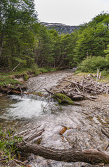 Ushuaia, Tierra del Fuego, Argentina - December 13, 2008: Martial Mountains in Nature Reserve. Pile of gray dead wood on side of fast running brook at edge of green forest with fallen tree dam.