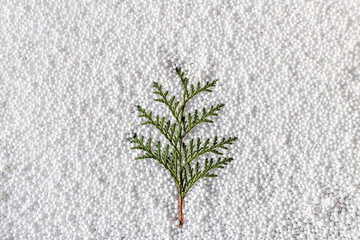 Spruce branch on a white snow background. New Year and Christmas concept.