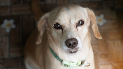 portrait friendly and happy brown dog. Head shot