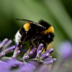 Hummel, Bumblebee
