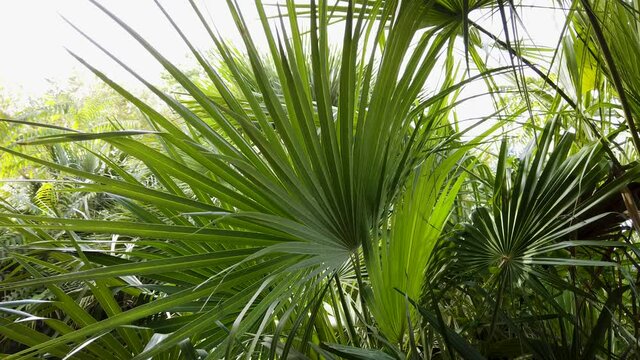Mediterranean Fan Palm Frond in Lush Jungle Background on Sunny Day