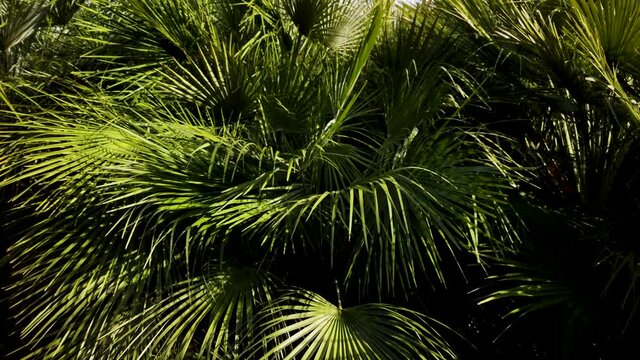 Fan Palm Isolated Background of Fronds with Contrasting Sunlight and Darkness