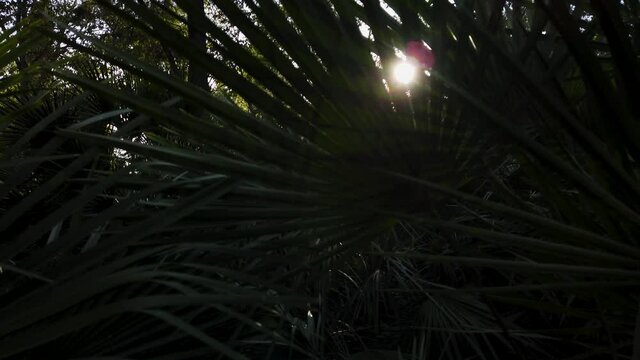 Bright Sun Flare Shining Through Palm Frond Deep in Jungle