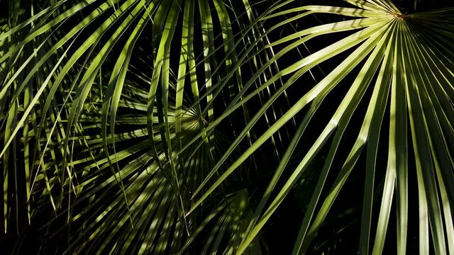 Sunlight bathes palm leaves with darkness creating depth in background