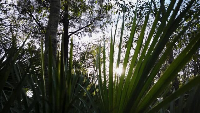Beautiful Sun Flare Shining Through Fan Palm Frond in Lush Forest