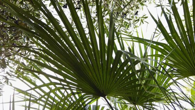 Fan palm frond in breeze with olive tree background, Closeup Detail