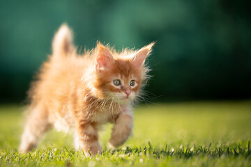 Naklejka na ściany i meble curious red ginger tabby maine coon kitten walking on green grass in sunlight outdoors in nature