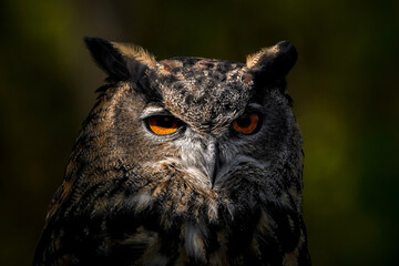 Eurasian Eagle Owl Glare