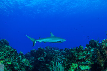 Fototapeta na wymiar An impressive sized reef shark cruising along the reef in the Cayman Islands