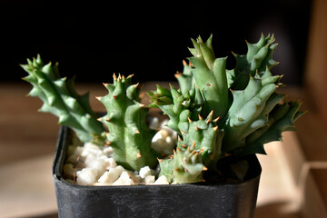 Cactus and green succulents grow in pots on a blurred background.