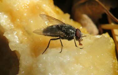 Fly eating pear in the garden, closeup